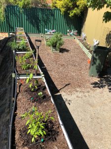 Gardening Club News - Chillies, mint and basil for sale!