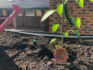 Gardening Club News - Chillies, mint and basil for sale!