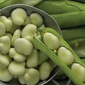 Gardening Club News - Broad Beans for Sale!