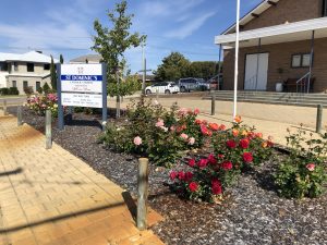 The Church roses are in full bloom!