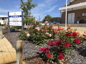 The Church roses are in full bloom!