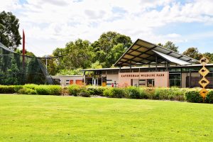 Year 1 and Pre Primary Excursion to Caversham Wildlife Park