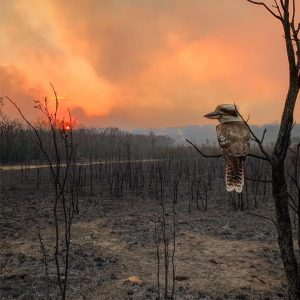 Recent Bush Fires - Maggie Dent's Advice for Parents