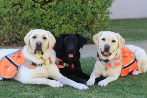 Dogs on the School Grounds