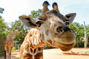 Year 3 and 4 Excursion to Perth Zoo