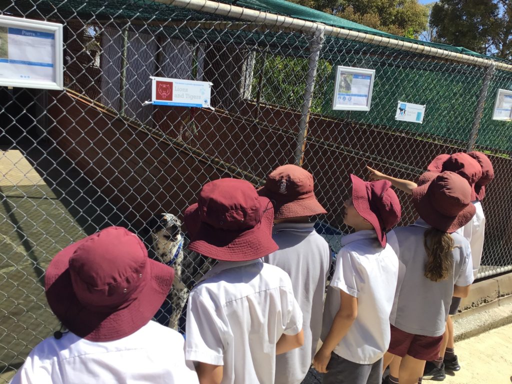 Year 4 Dog Refuge Excursion Wrap up