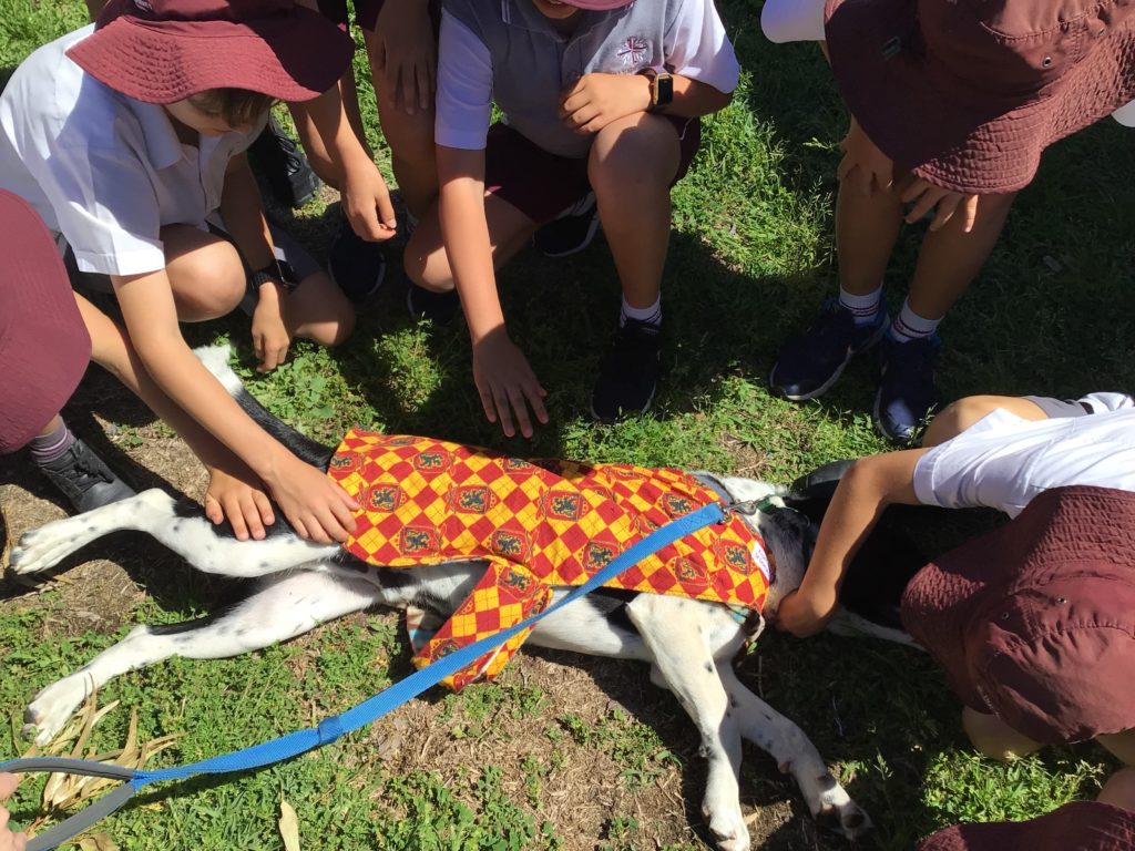 Year 4 Dog Refuge Excursion Wrap up