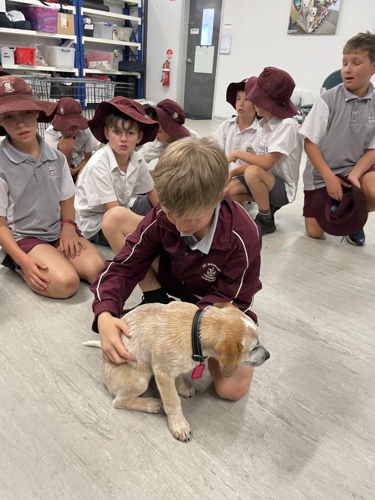 Year 4 Dog Refuge Excursion Wrap up