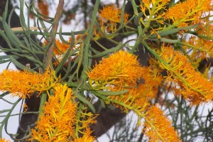 Change of Noongar Season - Birak (December and January)