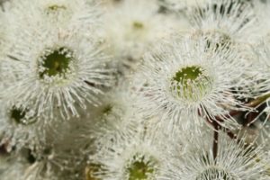 Change of Noongar Season - Bunuru (February and March)