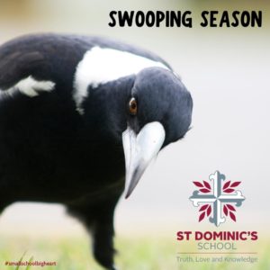 Magpie Swooping Season Reminders