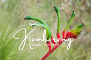 Change of Noongar Season - Kambarang (October and November)